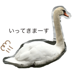 [LINEスタンプ] 白鳥のことば