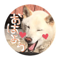 [LINEスタンプ] ぷりん★ころ【日常スタンプ⠀】