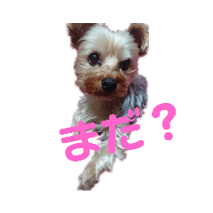 [LINEスタンプ] 犬のソラちゃん