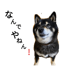 [LINEスタンプ] 関西弁くろしば