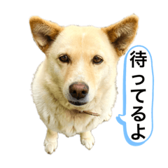 [LINEスタンプ] うめといっしょ たまにともだち
