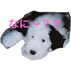 [LINEスタンプ] キャロル君のスタンプです♡