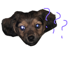 [LINEスタンプ] 愛犬『社長』のスタンプ2