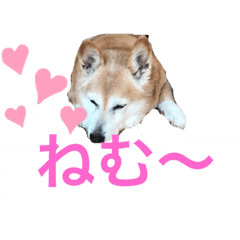 [LINEスタンプ] ミーコ先生の日常