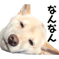 [LINEスタンプ] 柴犬shibainu 【ICHIRO】vol.2