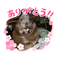 [LINEスタンプ] ファイブ作成スタンプ