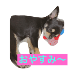 [LINEスタンプ] 犬の気持ちを言葉に表す