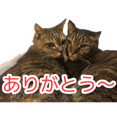 [LINEスタンプ] にゃんにゃんスタンプ 2