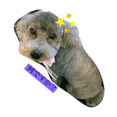 [LINEスタンプ] トイプードル3匹集