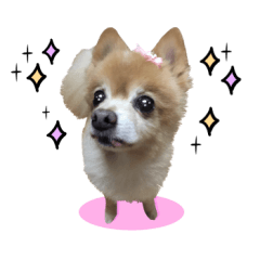 [LINEスタンプ] ミント＆きなこ＆くらら