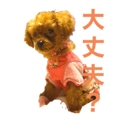 [LINEスタンプ] トイプードル(ララ)