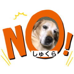 [LINEスタンプ] しゅくらのスタンプ