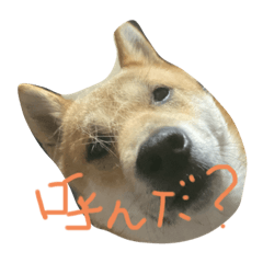 [LINEスタンプ] アイリスだにょ。