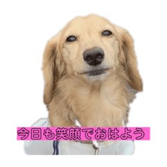[LINEスタンプ] マメキラだっぺ兄妹
