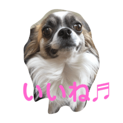 [LINEスタンプ] 犬、ブン太とさくら