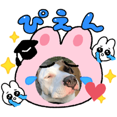 [LINEスタンプ] 可愛いピッちゃん