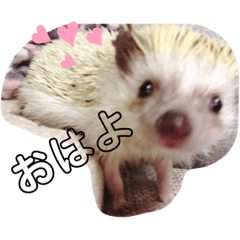 [LINEスタンプ] ハリネズミしおちゃんスタンプ