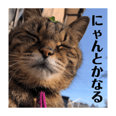 [LINEスタンプ] りゅうとその仲間たち