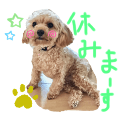 [LINEスタンプ] トイプードルのささみちゃん