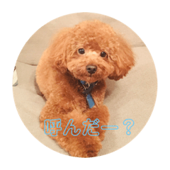 [LINEスタンプ] トイプードルチョコ君専用スタンプ♡