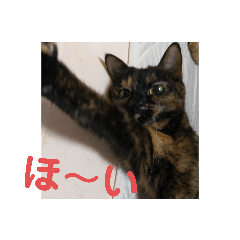 [LINEスタンプ] momo vol,2