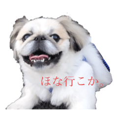 [LINEスタンプ] びびまる日記