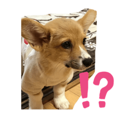 [LINEスタンプ] 我が家のえびす