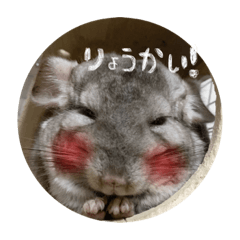 [LINEスタンプ] チンチラのミュウ