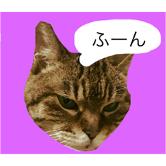 [LINEスタンプ] ミィヤさん