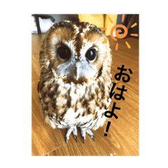 [LINEスタンプ] モリフクロウ