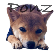 [LINEスタンプ] 豆柴ぽんず