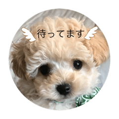 [LINEスタンプ] マルプー♡よく使うスタンプ