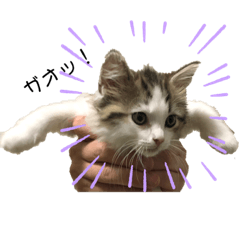 [LINEスタンプ] sol's stanp