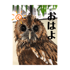 [LINEスタンプ] モリフクロウのもりちゃん