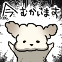 [LINEスタンプ] トイプードルのラテくんが来た！ 