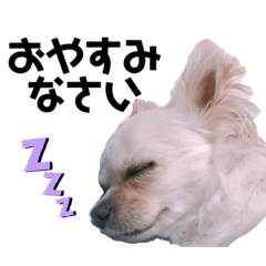 [LINEスタンプ] チワワのココさん2