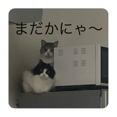 [LINEスタンプ] 待てないネコ
