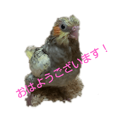 [LINEスタンプ] インコスタンプ！！！