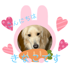 [LINEスタンプ] きなたんのスタンプ3