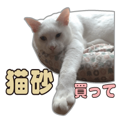 [LINEスタンプ] 小野家のねこ3兄弟 パート1