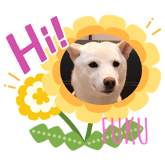 [LINEスタンプ] 大福のごあいさつスタンプ