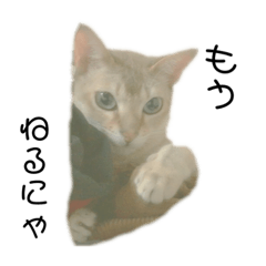 [LINEスタンプ] キラの毎日