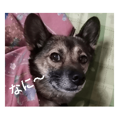 [LINEスタンプ] もかロン、
