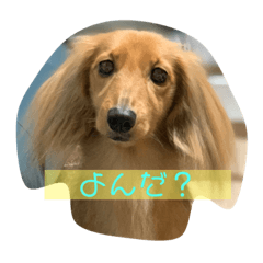 [LINEスタンプ] 愛犬のんちゃんの幸せな時間