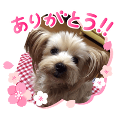[LINEスタンプ] キュートなマロンちゃん