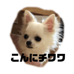 [LINEスタンプ] チワワのはんこ3