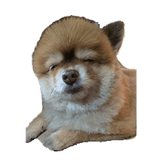 [LINEスタンプ] コロちゃんのほのぼのスタンプ2