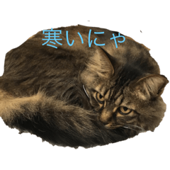 [LINEスタンプ] 実写にゃん