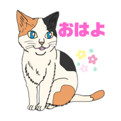 [LINEスタンプ] 我家のニャンこ達