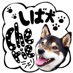 [LINEスタンプ] 柴犬 シェリ